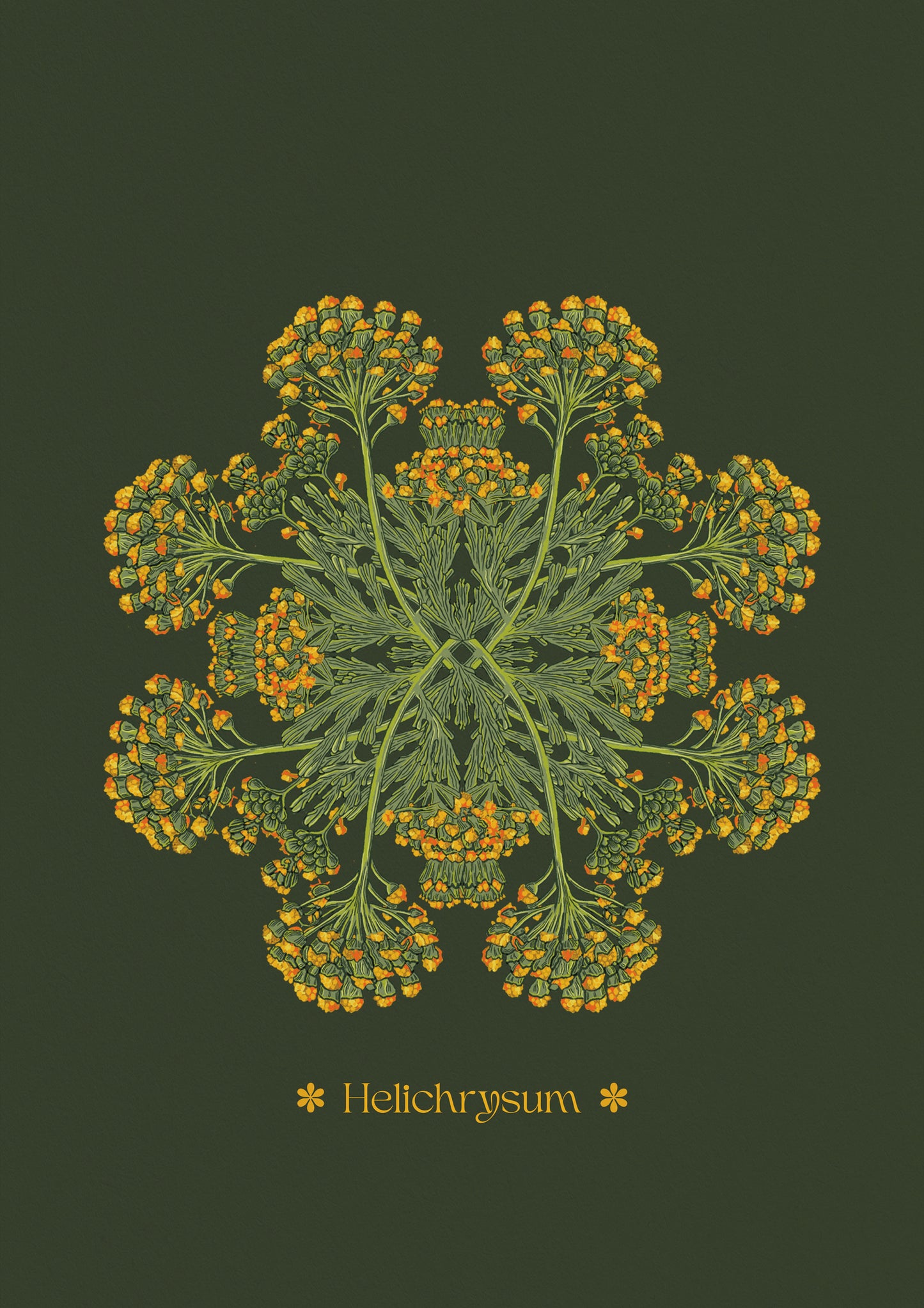 Helichrysum Plant