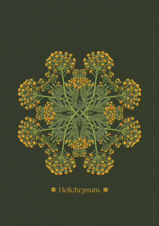 Helichrysum Plant