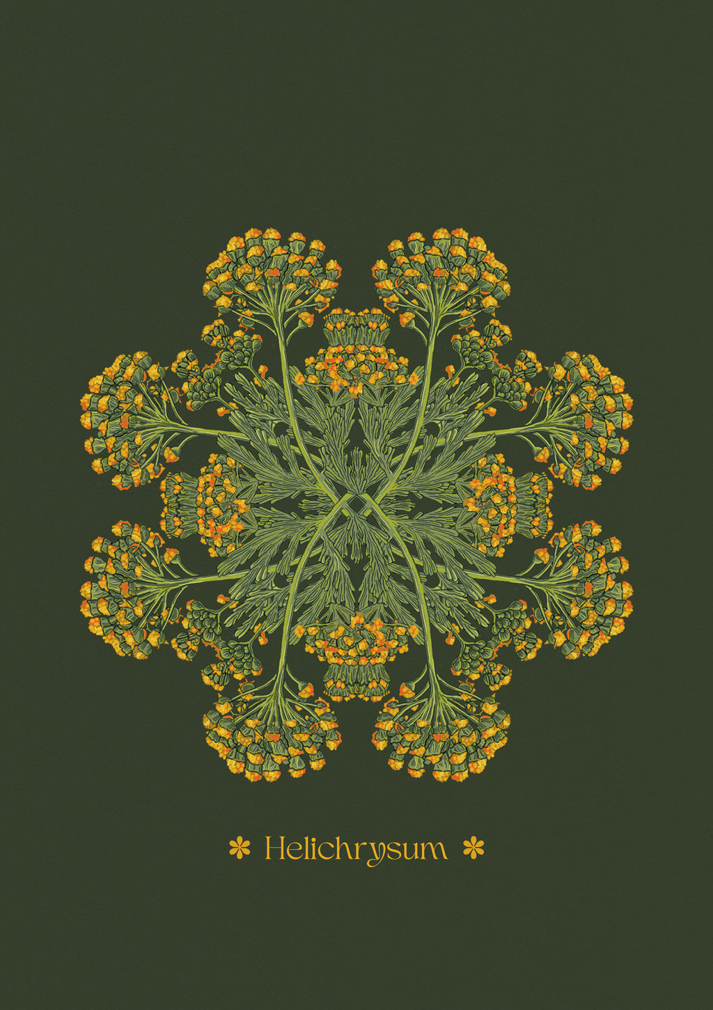 Helichrysum Plant