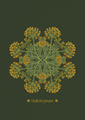 Helichrysum Plant