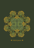 Helichrysum Plant
