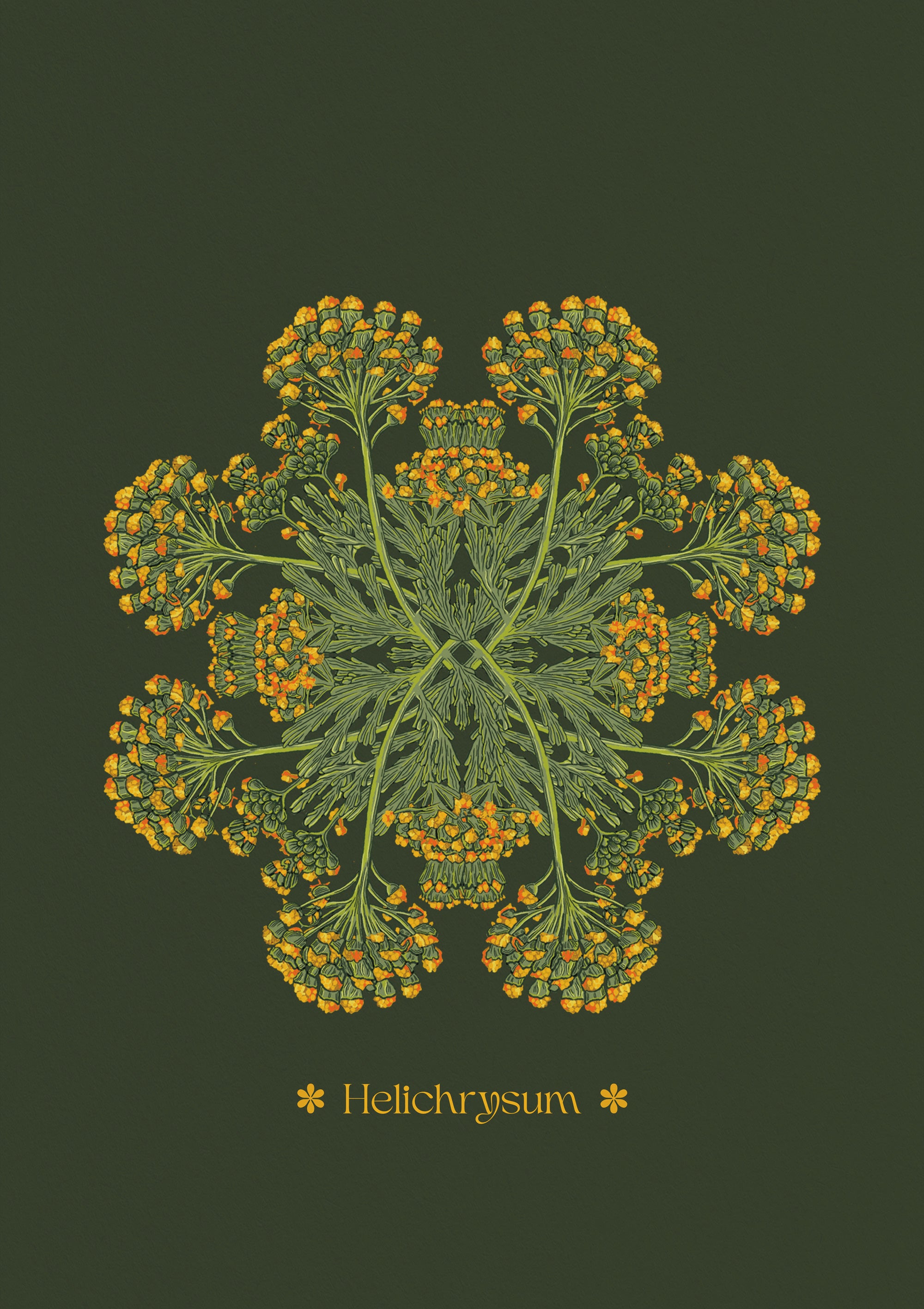 Helichrysum Plant