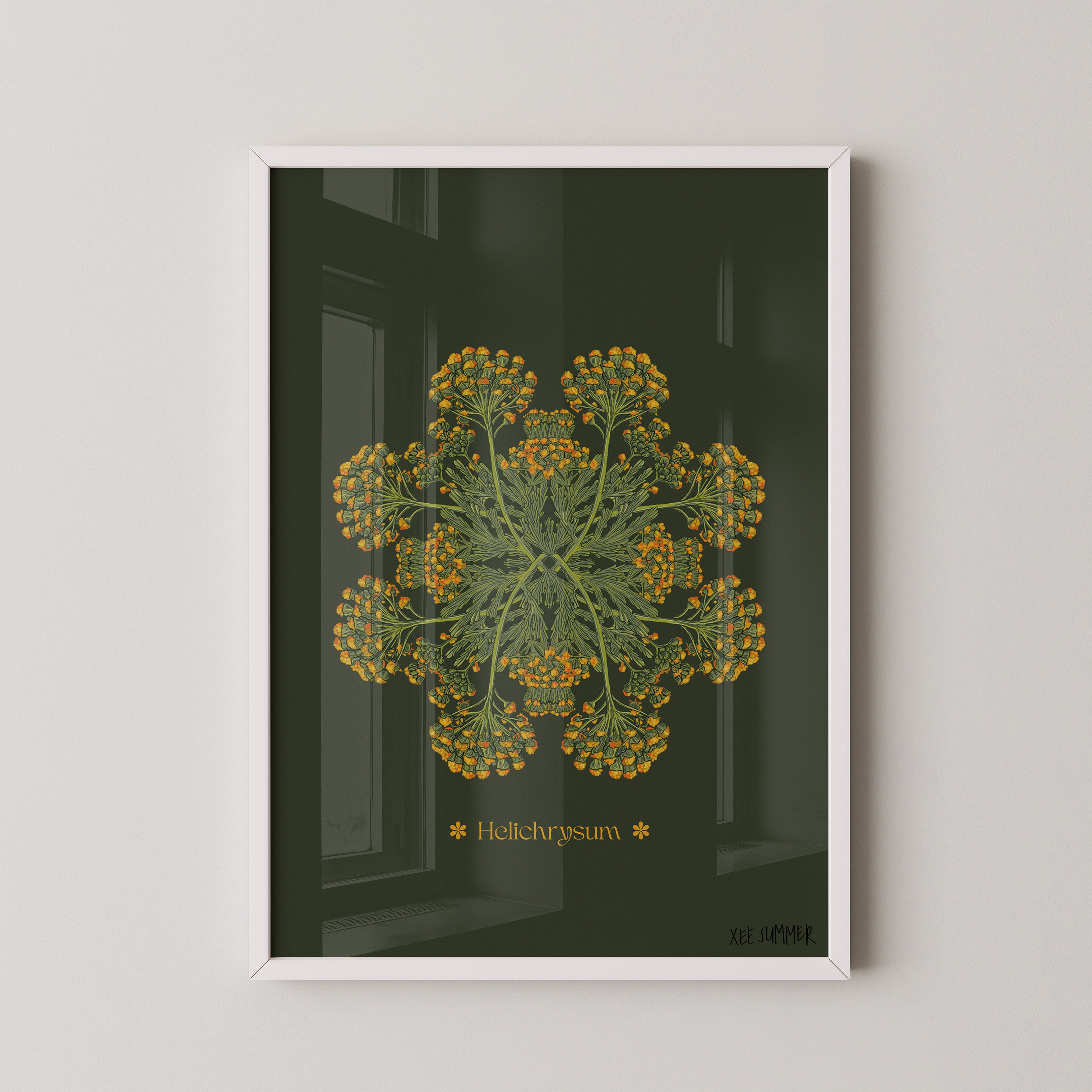 Helichrysum Plant