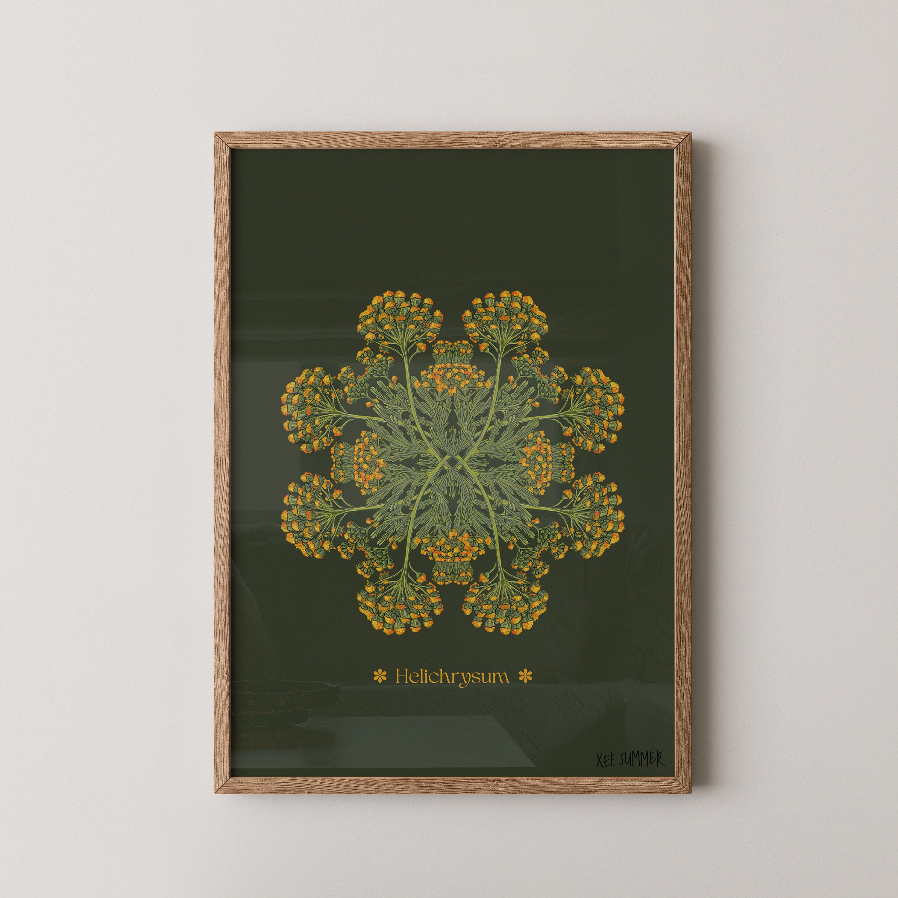 Helichrysum Plant