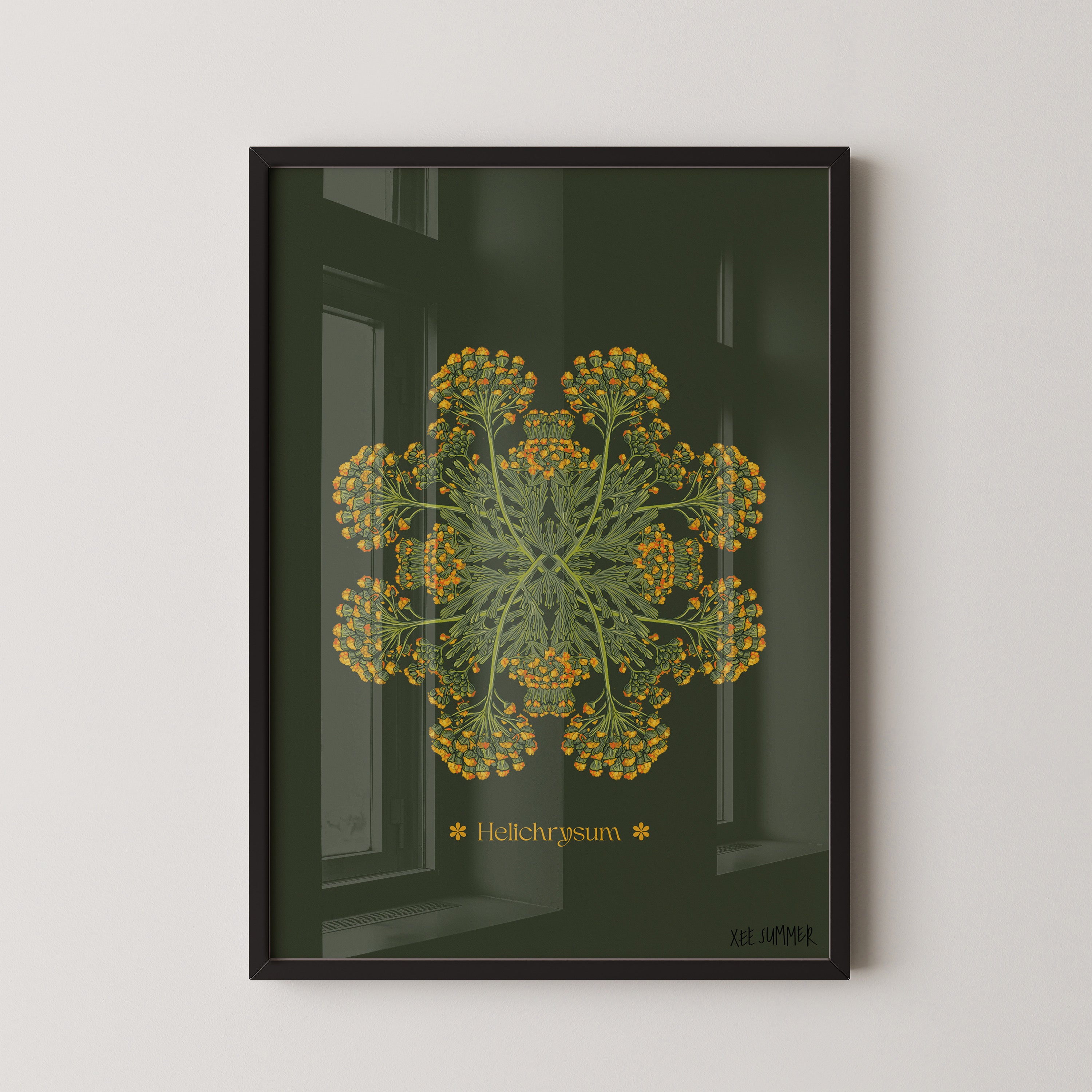 Helichrysum Plant