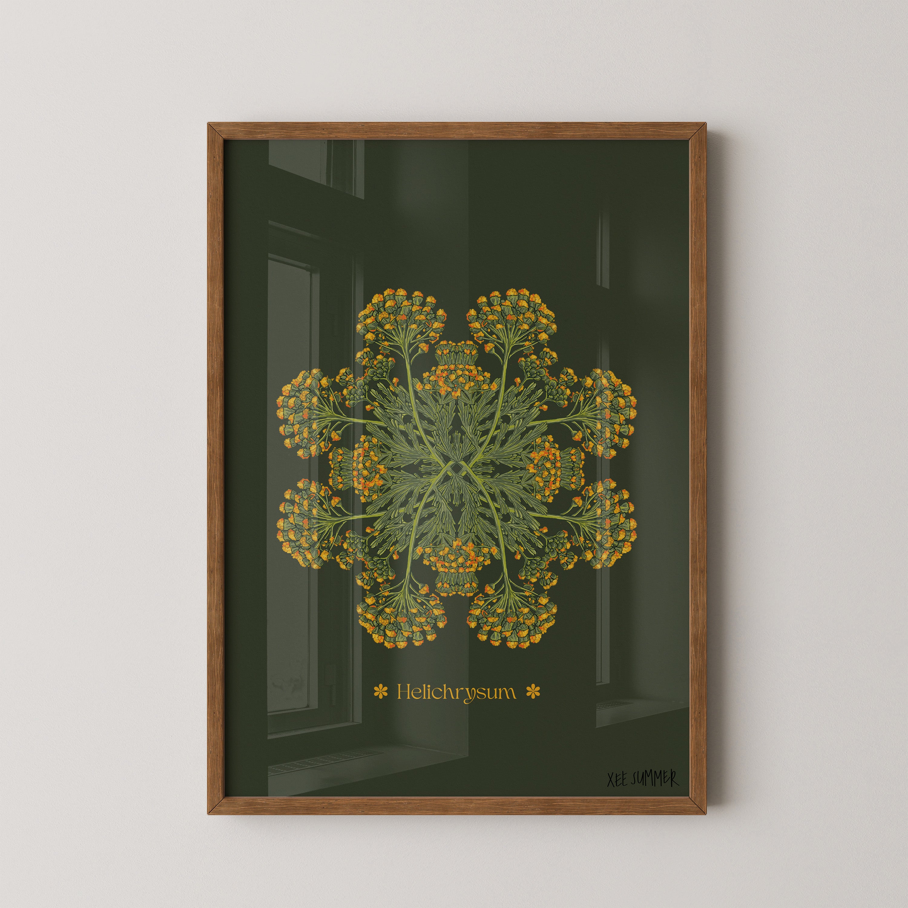 Helichrysum Plant