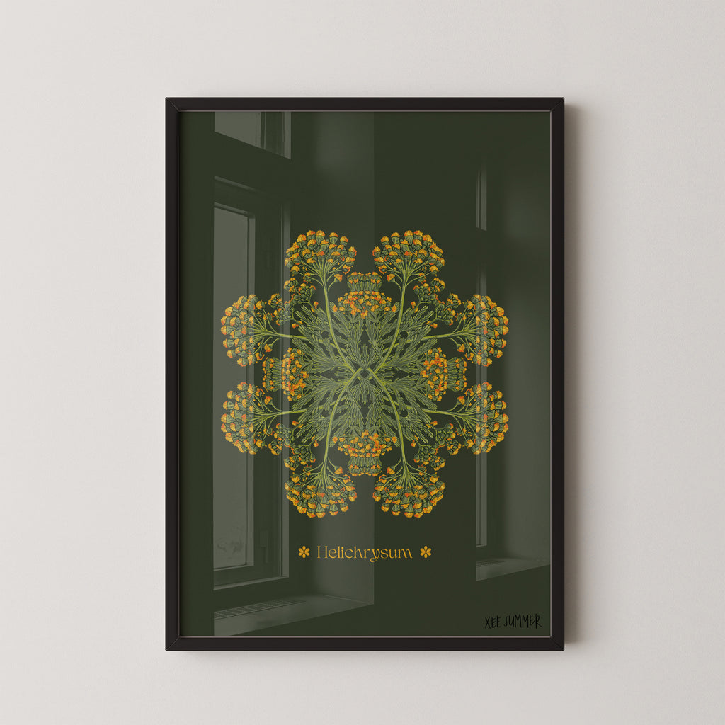 Helichrysum Plant