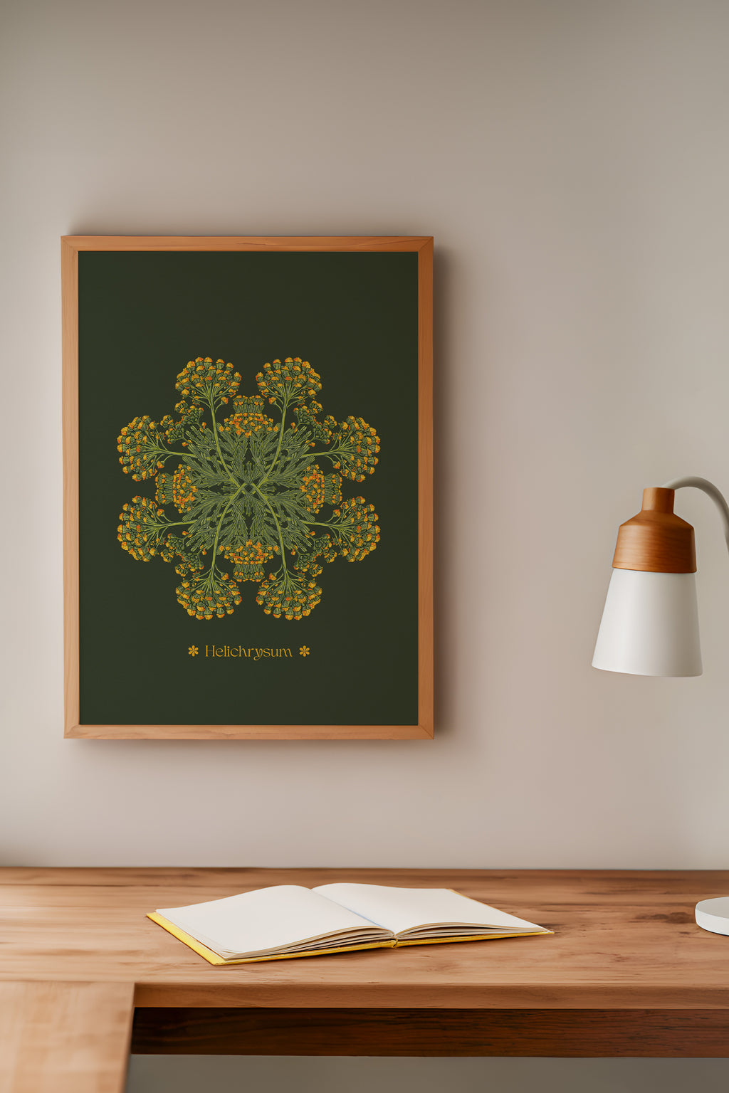 Helichrysum Plant