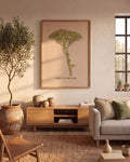 Cape Stone Pine