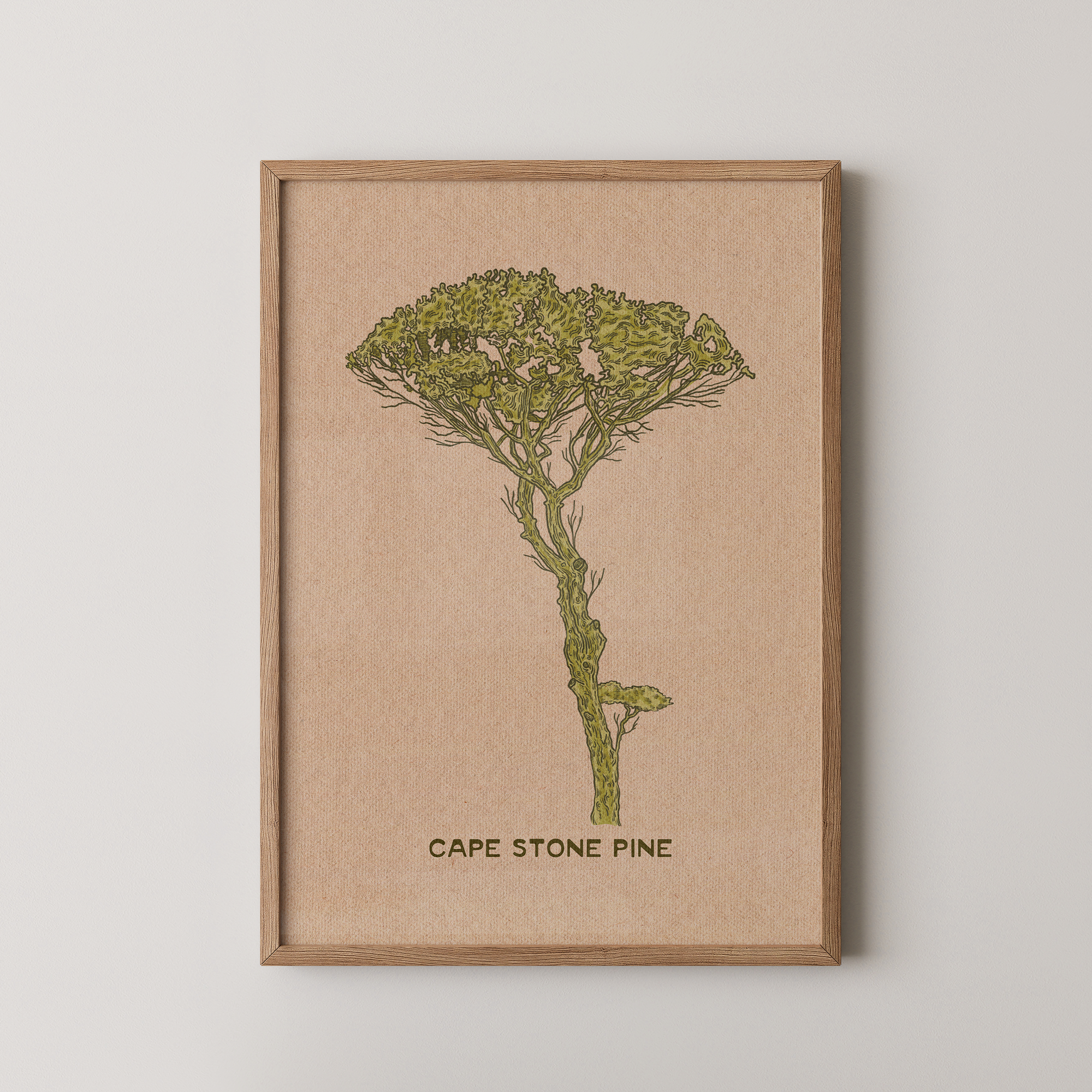 Cape Stone Pine