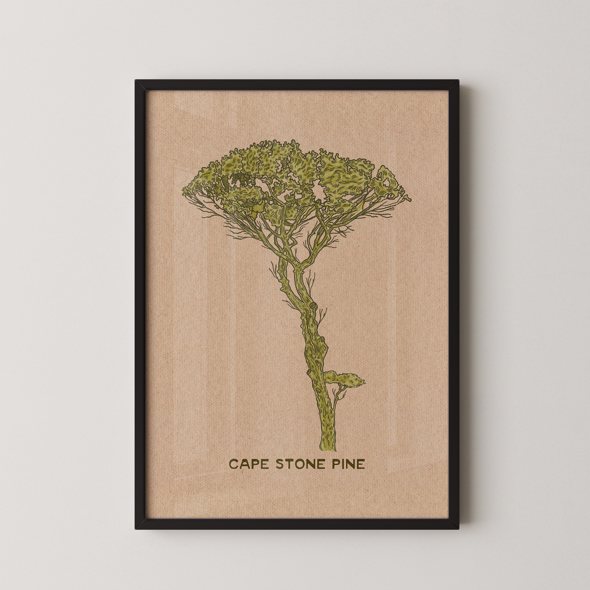 Cape Stone Pine