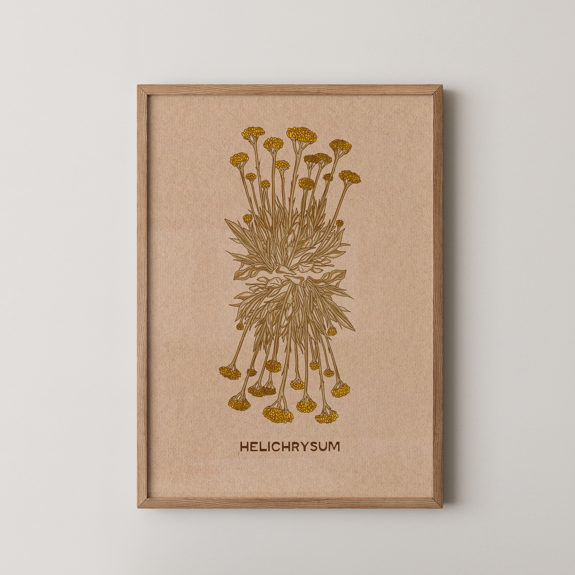 Helichrysum Plant
