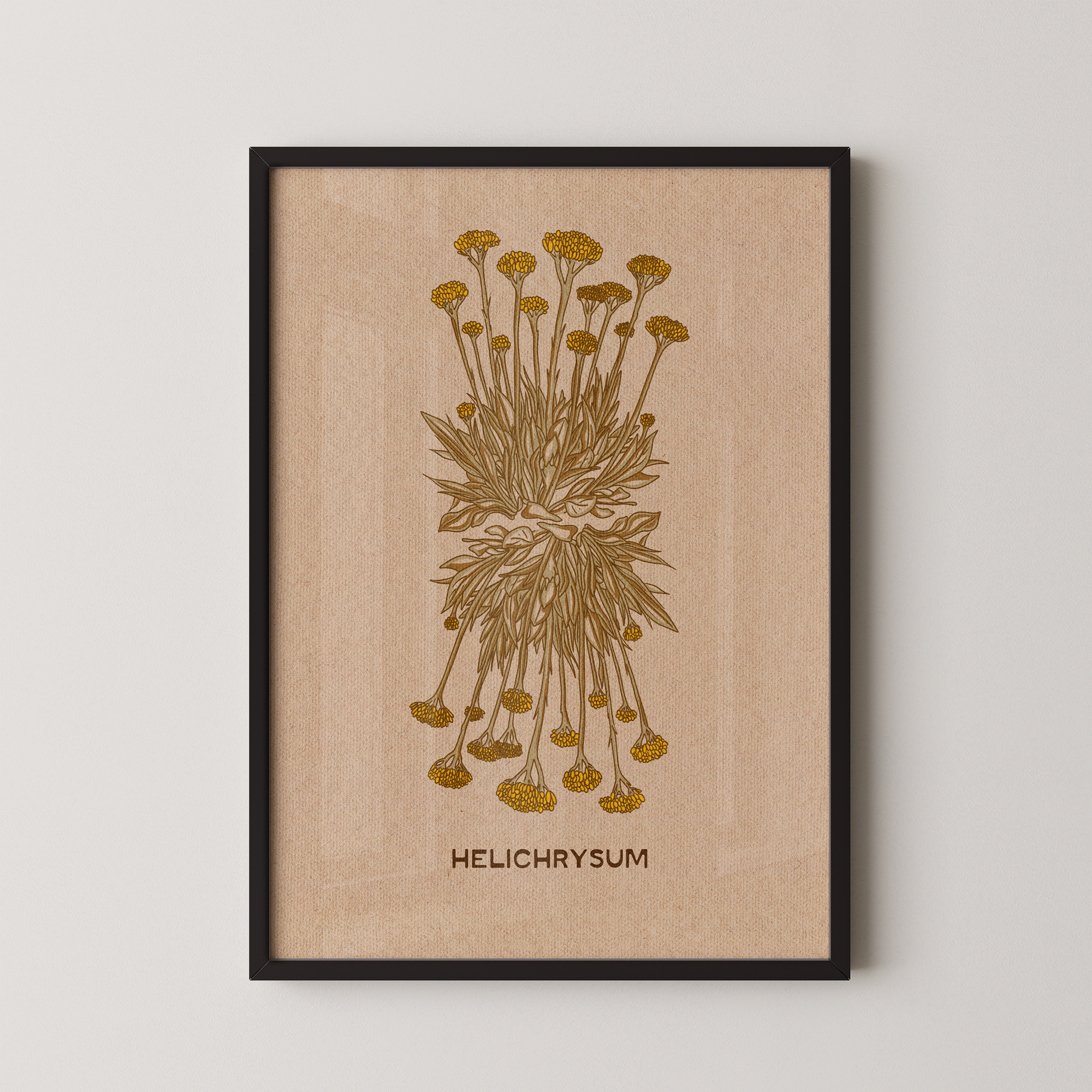 Helichrysum Plant