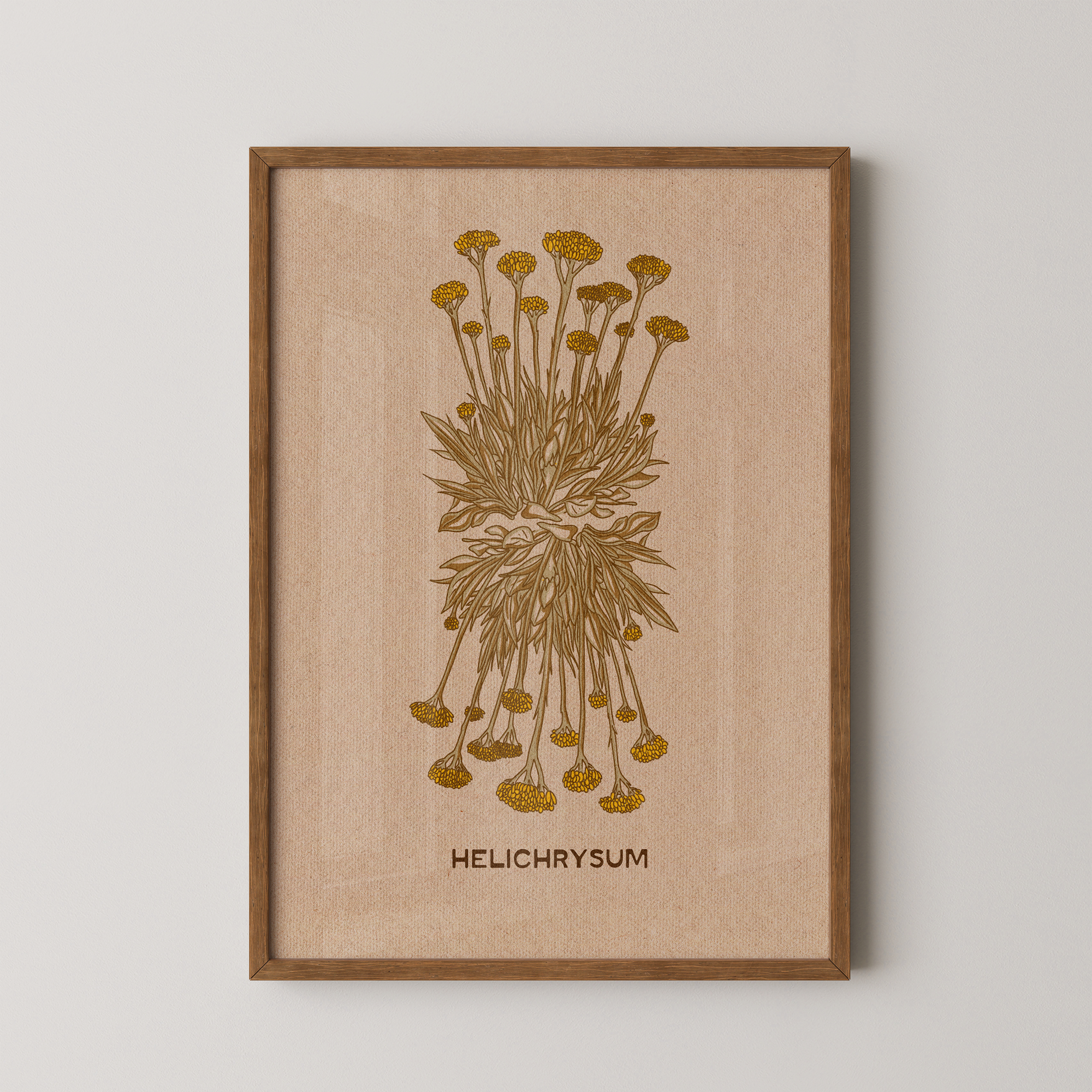 Helichrysum Plant