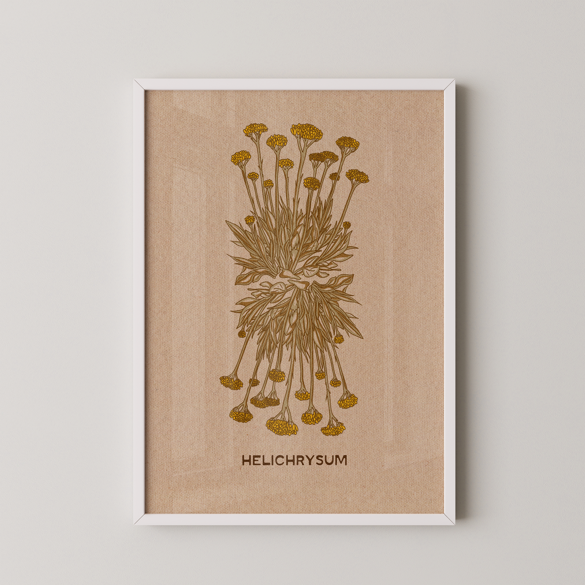 Helichrysum Plant
