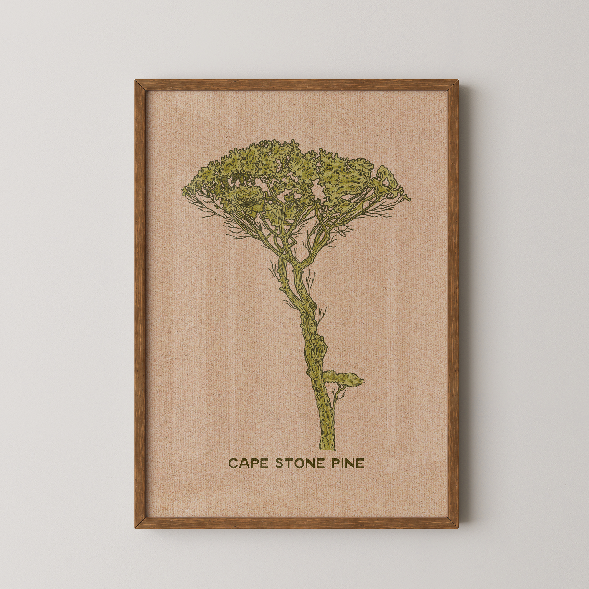 Cape Stone Pine