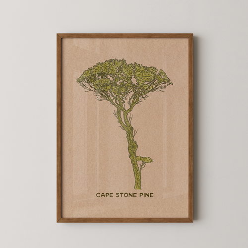 Cape Stone Pine