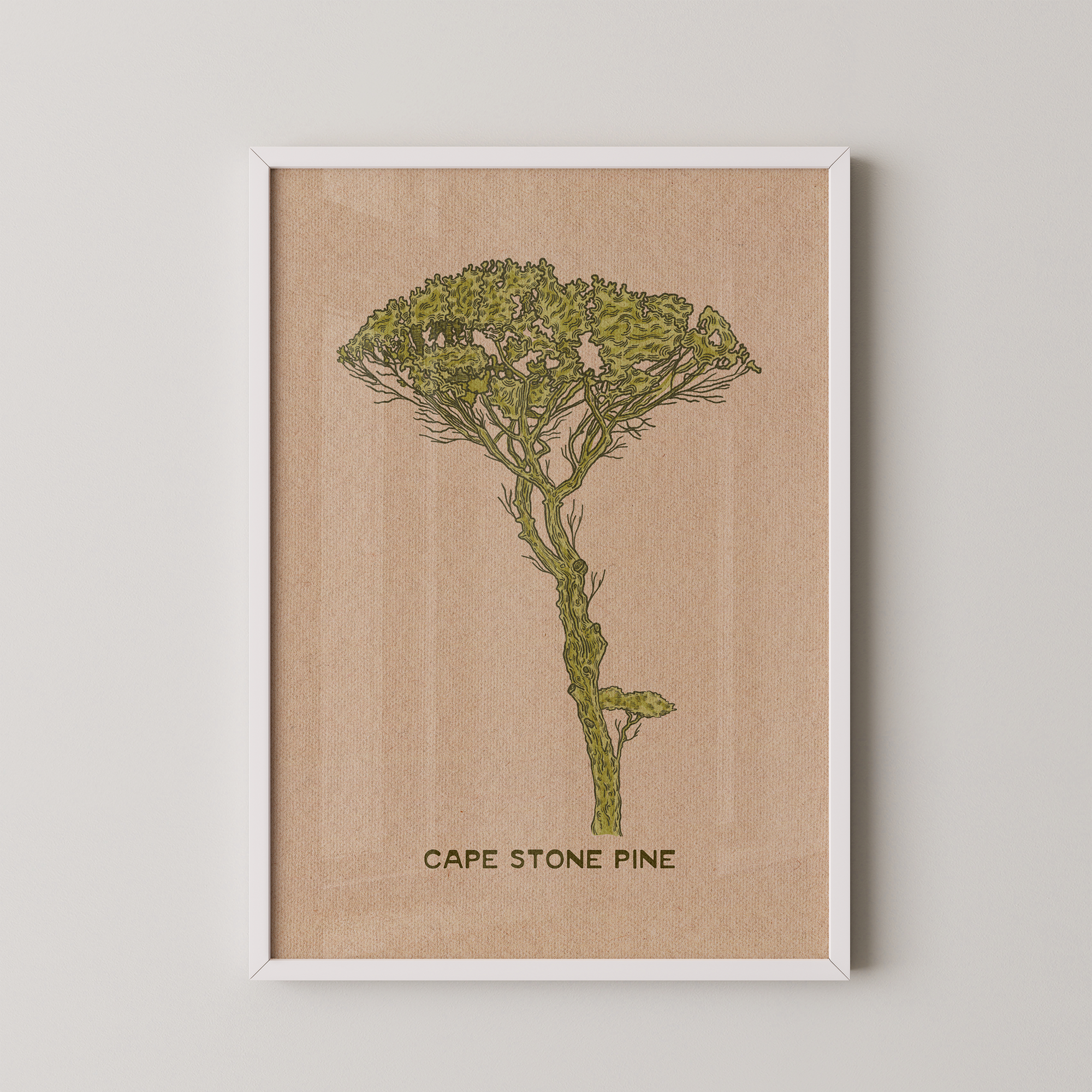 Cape Stone Pine