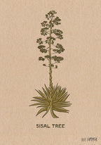 Sisal Tree